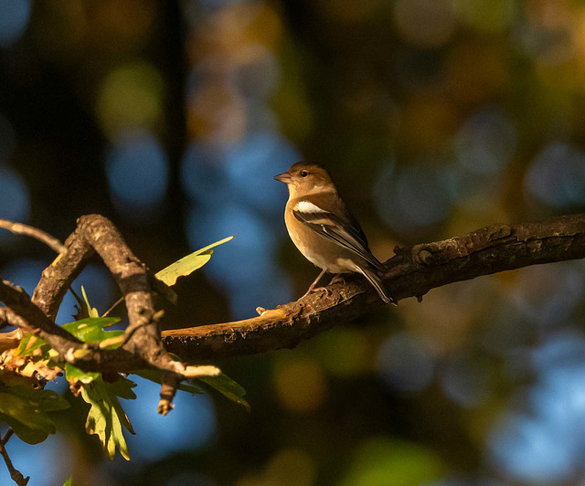 Chaffinch