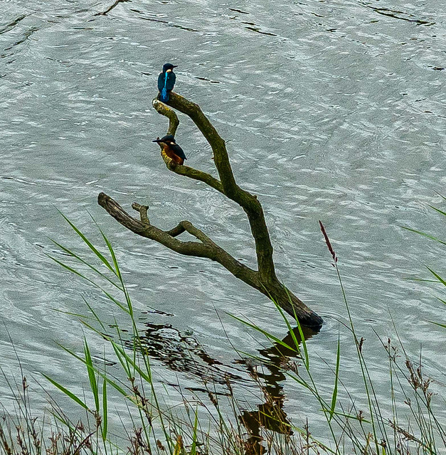 Kingfishers