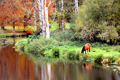 la Gartempe en automne