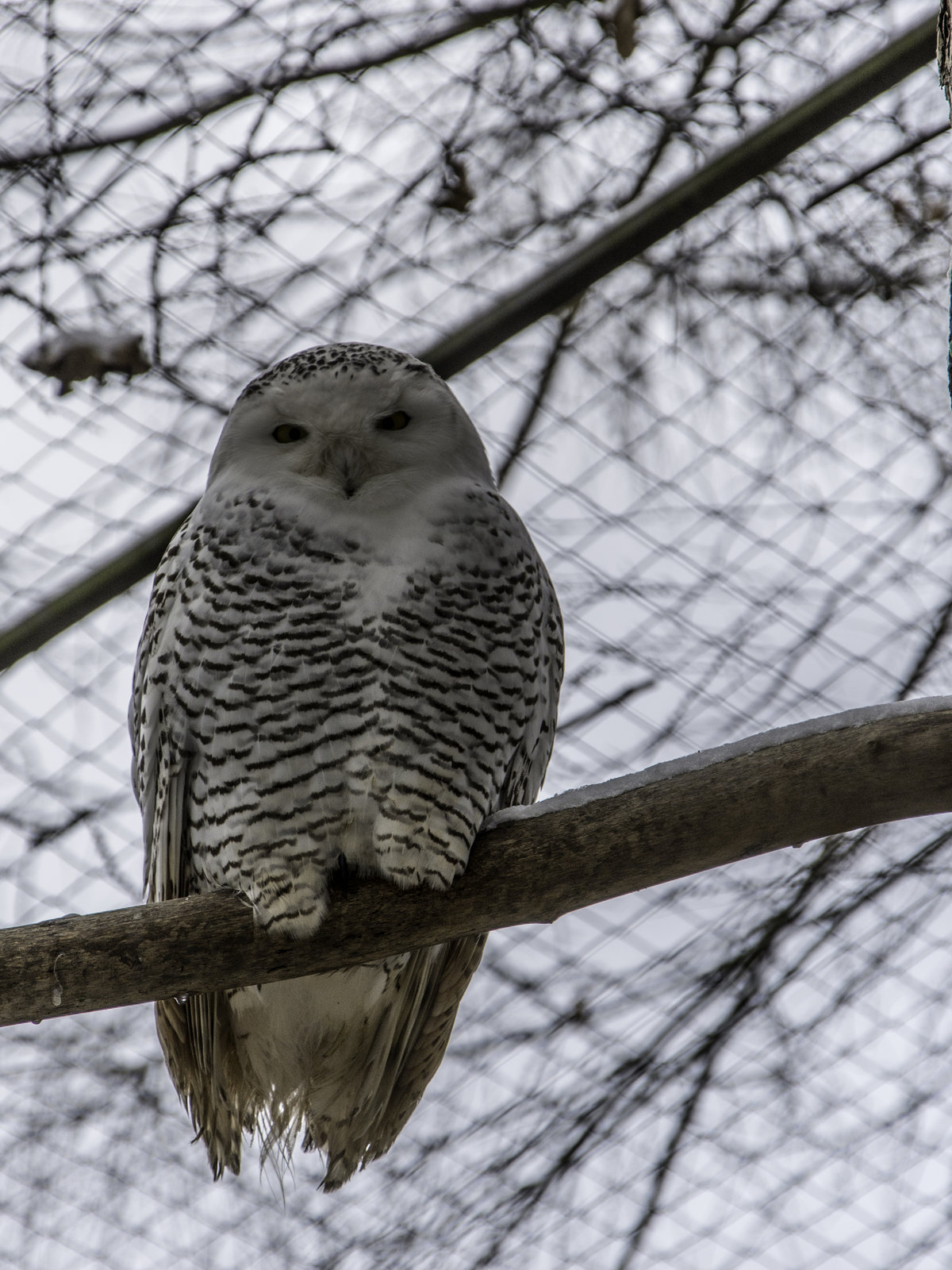 Schnee-Eule (Bubo scandiacus)