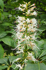 Aesculus Parviflora