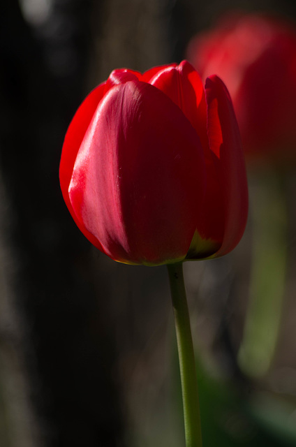 tulipe