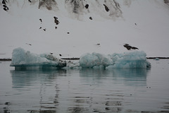 Svalbard, Hornsund-fjord, Floating Ice Floe