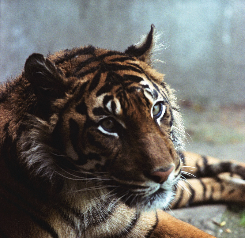 Tiger - London Zoo 1982