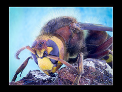 European Hornet