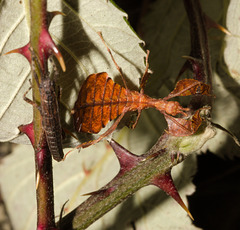 LeafinsectIMG 3702