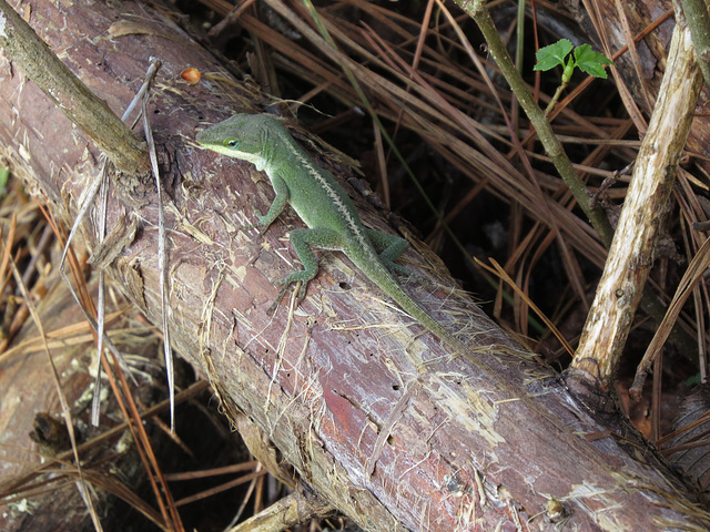 Anole (Anolis carolinensis)