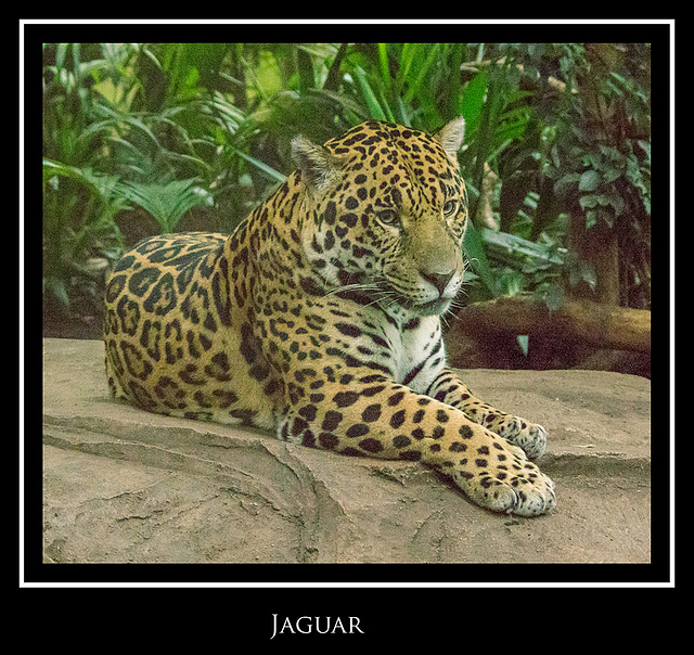 Inside Chester Zoo  's Jaguar house