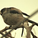 Long Tailed Tit