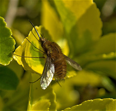 Bee Fly. Bombylius Major