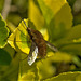 Bee Fly. Bombylius Major