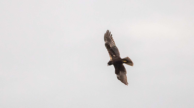 Marsh harrier