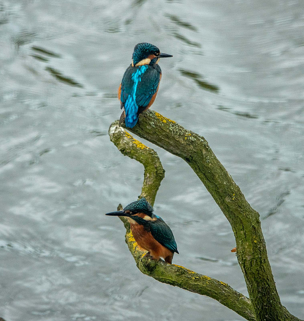 Kingfishers