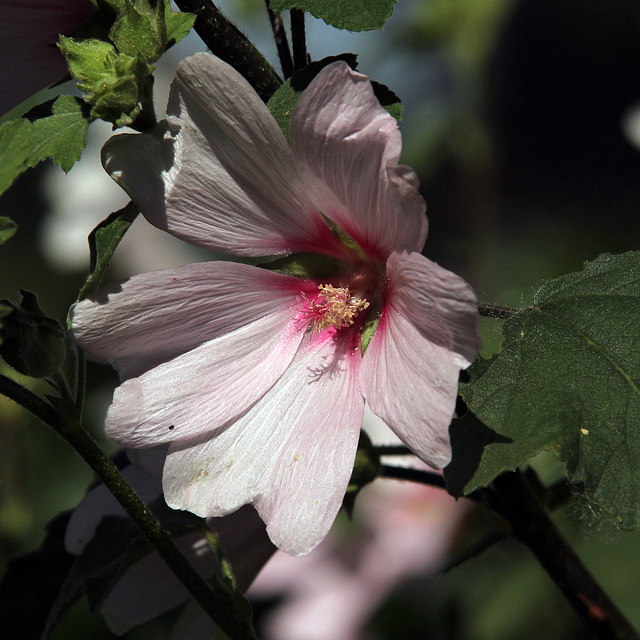 Flowers in our garden