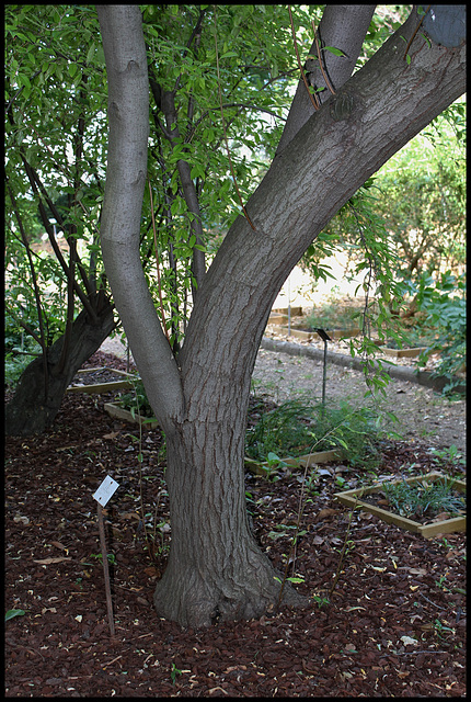 Elaeagnus multiflora (4)