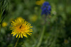 la dent-de-lion et son visiteur avec le muscari en embusade