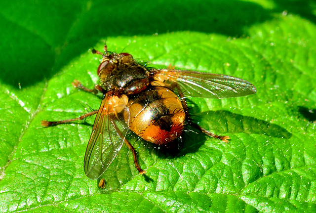 Parasitic Fly. Tachina fera