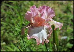 Pink Confetti