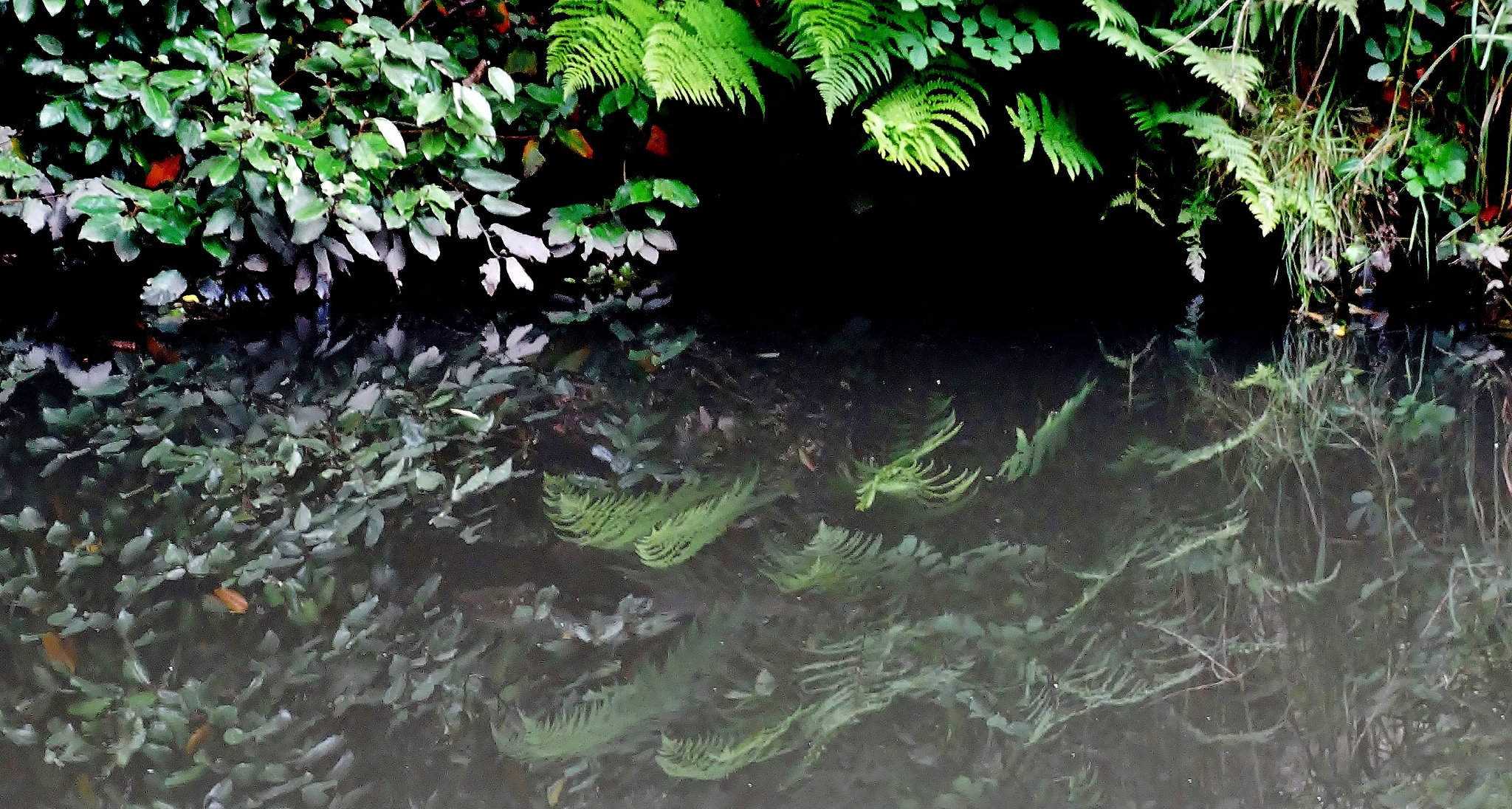 Reflections in the stream