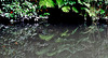 Reflections in the stream
