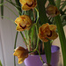 Mon orchidée le 15 mars