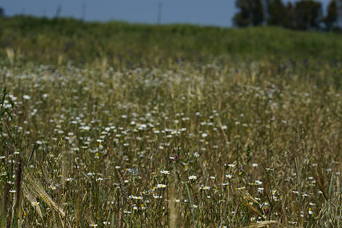 Alentejo III