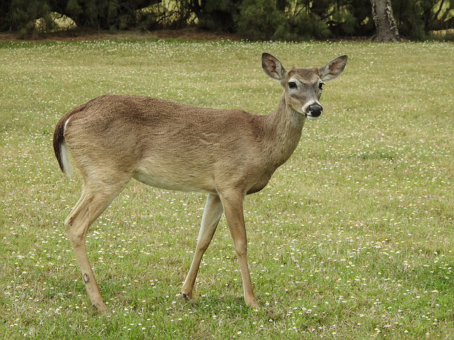 Day 5, White-tailed Deer, King Ranch, Norias Division