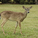 Day 5, White-tailed Deer, King Ranch, Norias Division