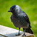 Jackdaw.2jpg