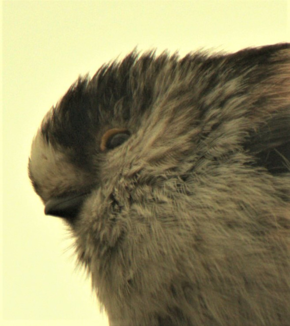 Long Tailed Tit