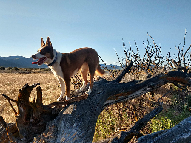 The climber