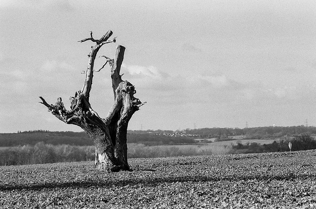 Dead tree at Bassus Green