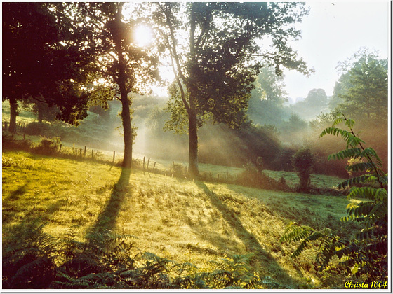 Shadows of a summer morning - HFF