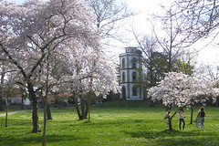 Frühlingsbäume im Park