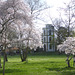 Frühlingsbäume im Park