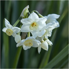 Narcisse - Narzisse - Narcissus
