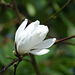 Single Magnolia flower for Spring