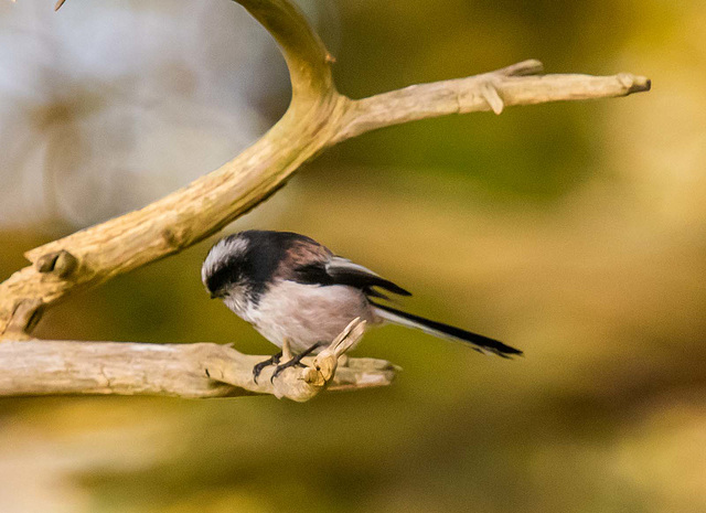 Long tailed tit