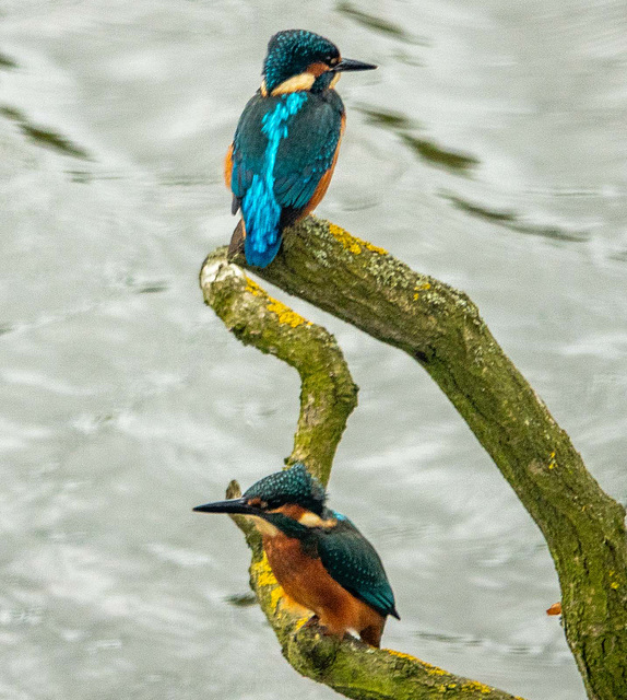 Kingfishers