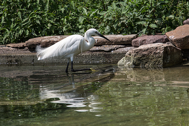 20140801 4557VRAw [D~E] Seidenreiher (Egretta garzetta), Gruga-Park, Essen