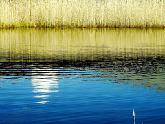 Lakeside Reeds and Grasses