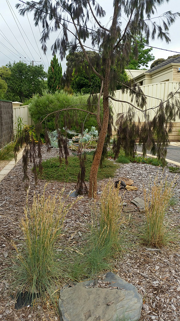 Australian natives front garden