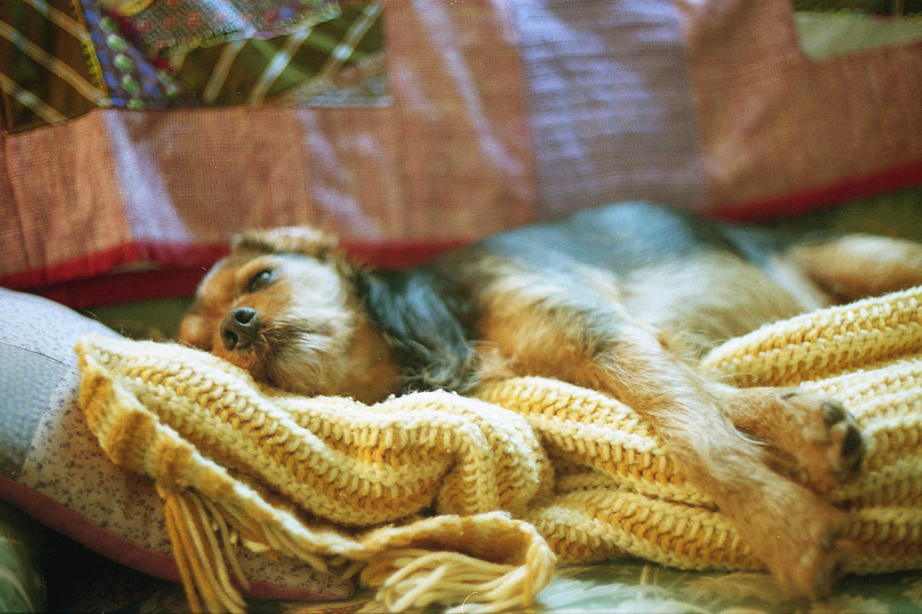 Nap Time for Brody
