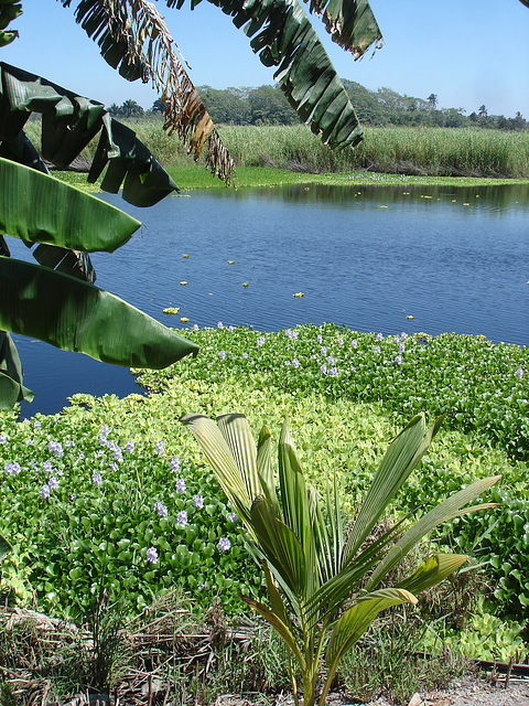 Andador laguna del tule / No-4