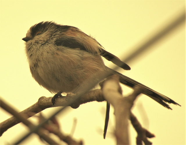 Long Tailed Tit