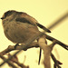 Long Tailed Tit