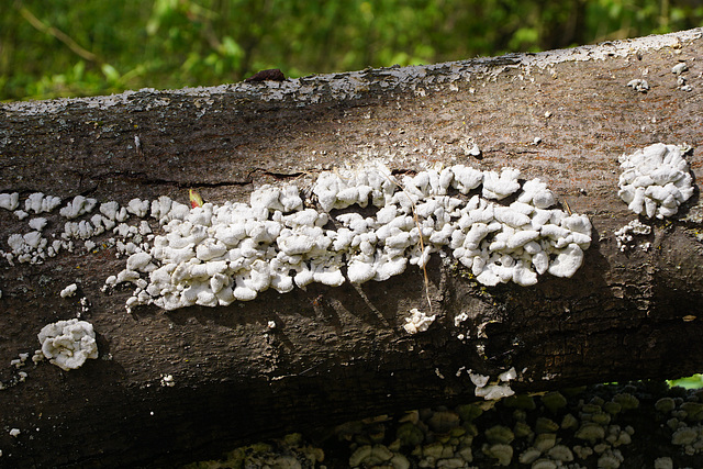Baumpilz auf gefälltem Baum