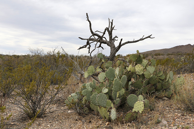 Chihuahuan Desert Nature Trail