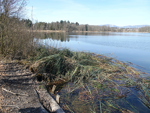 Am Burgäschisee ( II )