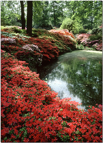 Isabella Plantation, Richmond Park